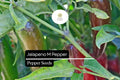 Jalapeño M Pepper Seeds – Heirloom, Spicy, High-Yielding, Capsicum annuum, Medium Heat, Thick-Walled Chili Seeds