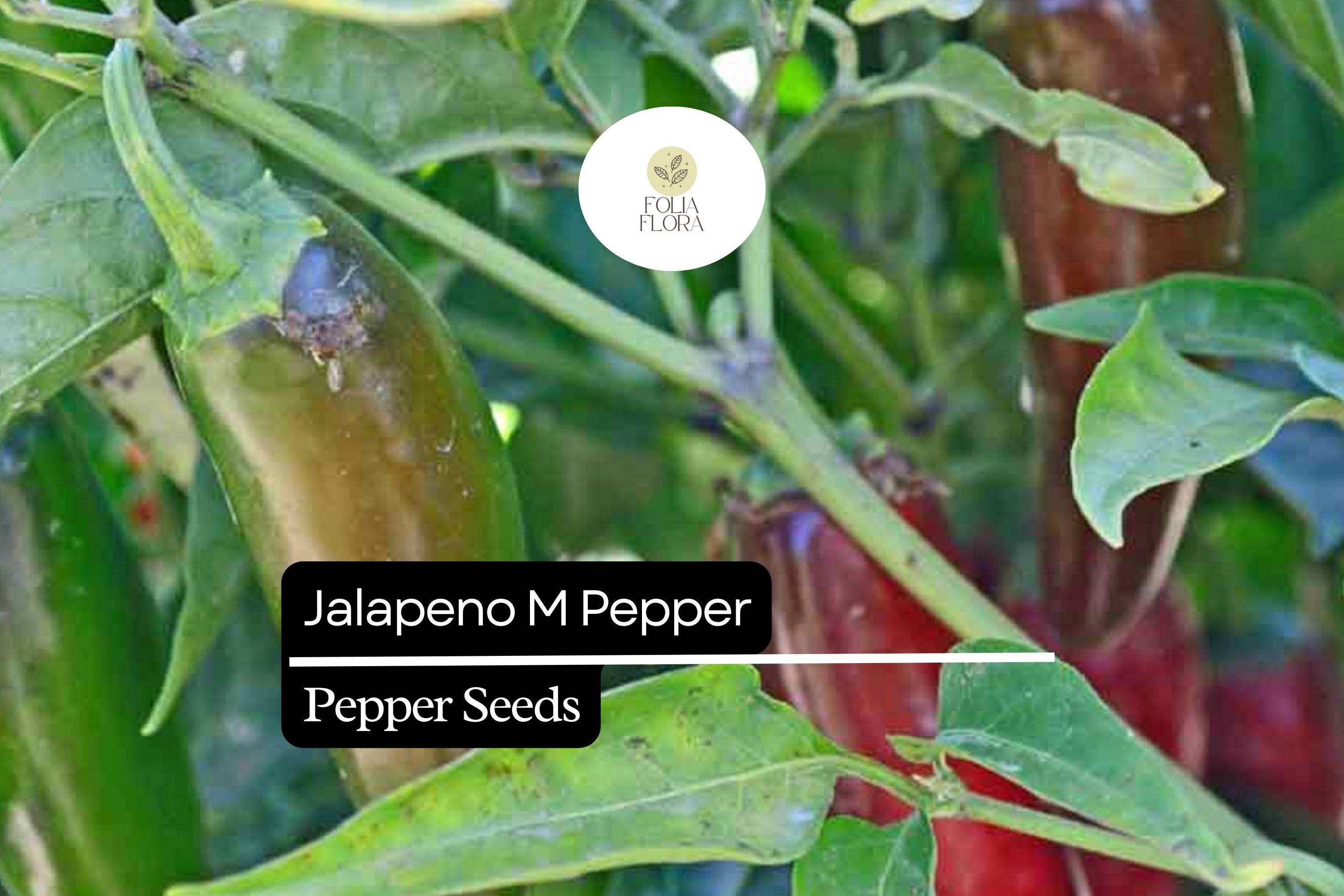Jalapeño M Pepper Seeds – Heirloom, Spicy, High-Yielding, Capsicum annuum, Medium Heat, Thick-Walled Chili Seeds