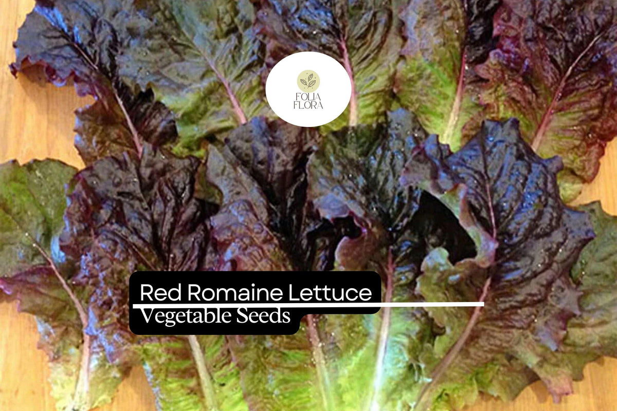1000 Red Romaine Lettuce Seeds – Heirloom, Heat Tolerant, Cut-and-Come-Again Lactuca sativa