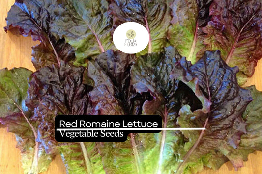 1000 Red Romaine Lettuce Seeds – Heirloom, Heat Tolerant, Cut-and-Come-Again Lactuca sativa