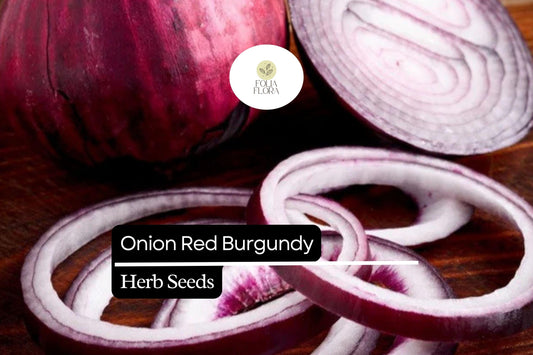 Red Burgundy Onion Seeds – Heirloom, Non-GMO, High Yield, Mild & Sweet Flavor, Allium cepa