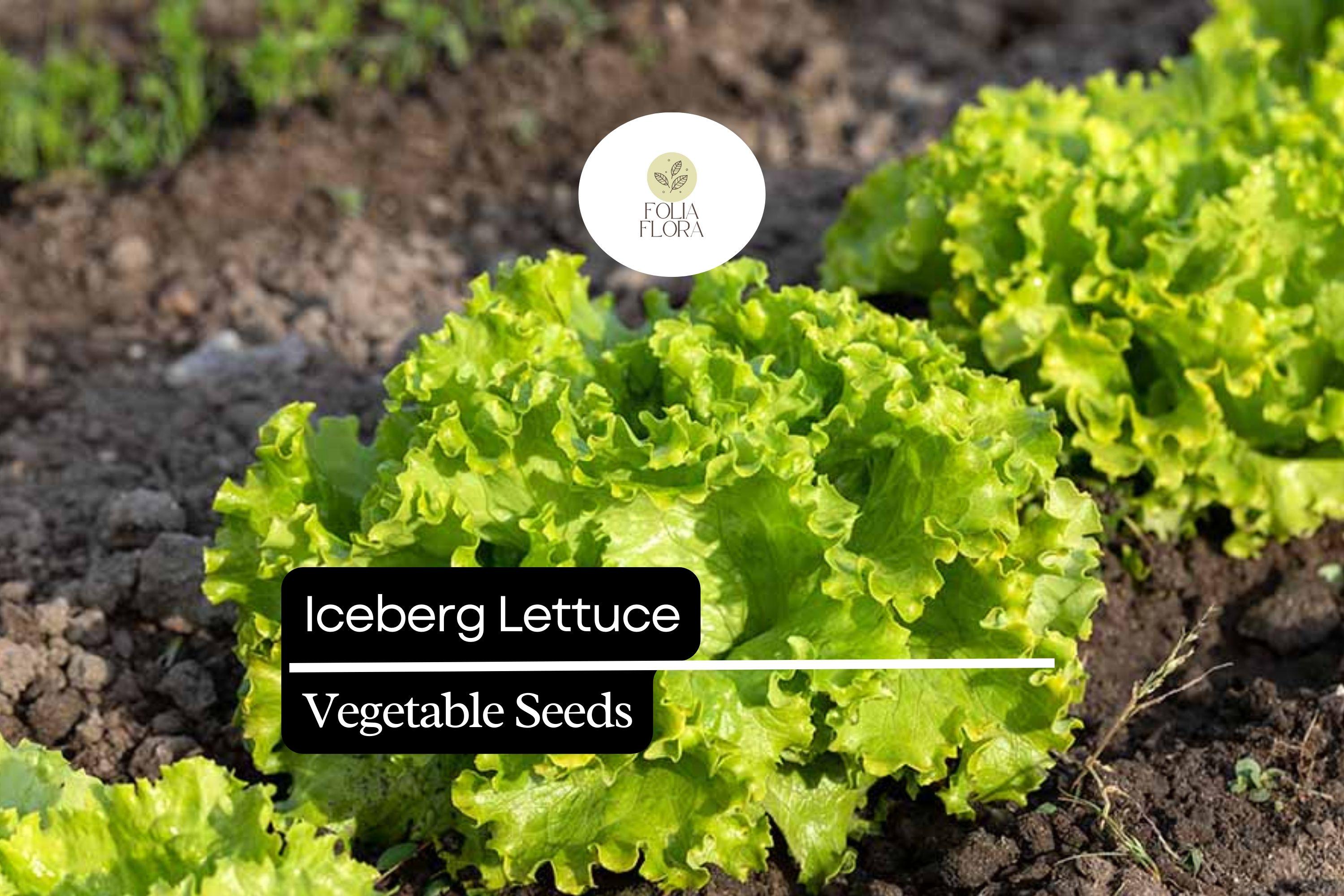 1000 Iceberg Lettuce Seeds â€“ Crisp, Non-GMO Lactuca Sativa