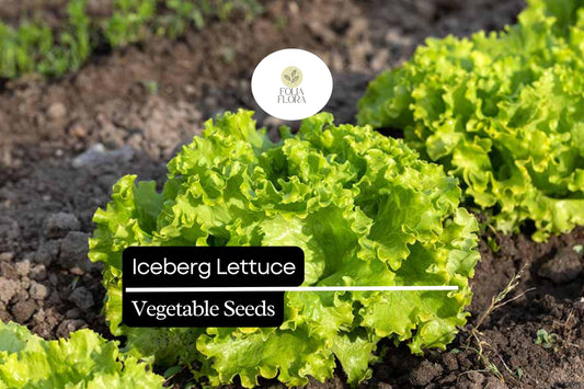 1000 Iceberg Lettuce Seeds â€“ Crisp, Non-GMO Lactuca Sativa