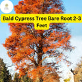 Bald Cypress Tree Bare Root 2-3 Feet – Taxodium distichum Live Deciduous Conifer for Wet Soils & Landscaping