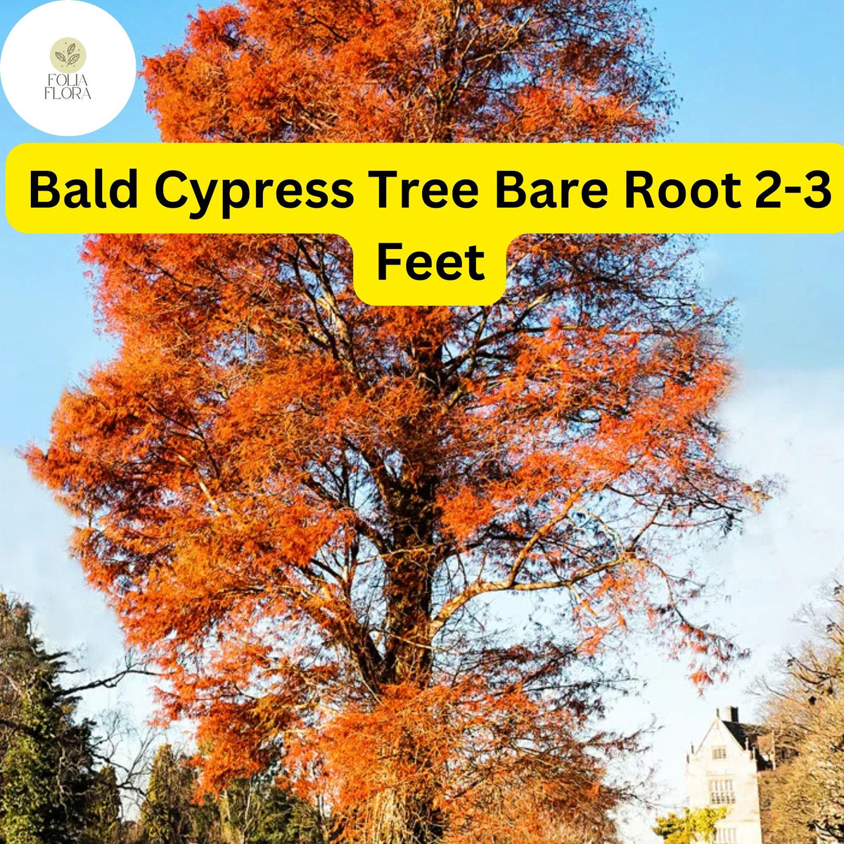 1 Bald Cypress Tree (Taxodium distichum) â€“ Live Bare Root Plant 2-3 Feet