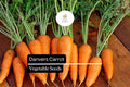 Danvers Carrot Seeds - Heirloom Non-GMO, Sweet & Crisp, Conical Shape, Daucus carota, for Home Gardens