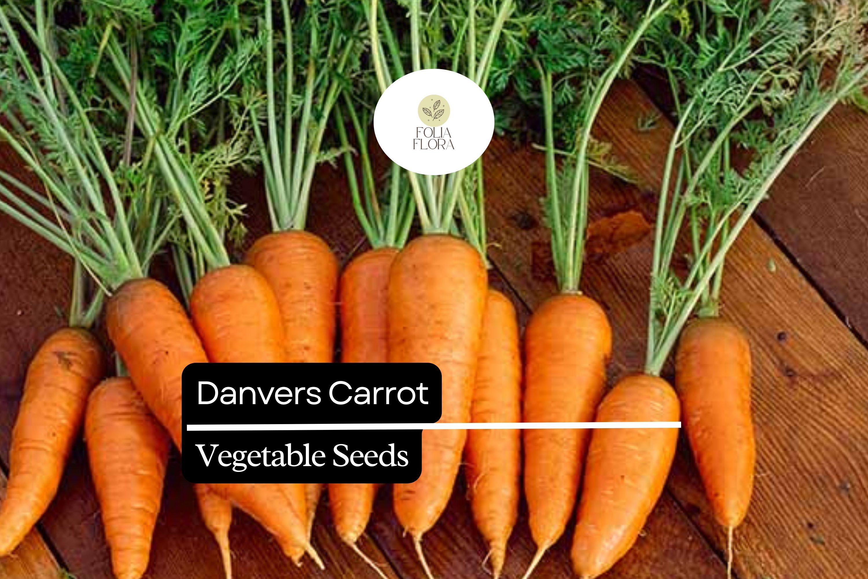 Danvers Carrot Seeds - Heirloom Non-GMO, Sweet & Crisp, Conical Shape, Daucus carota, for Home Gardens