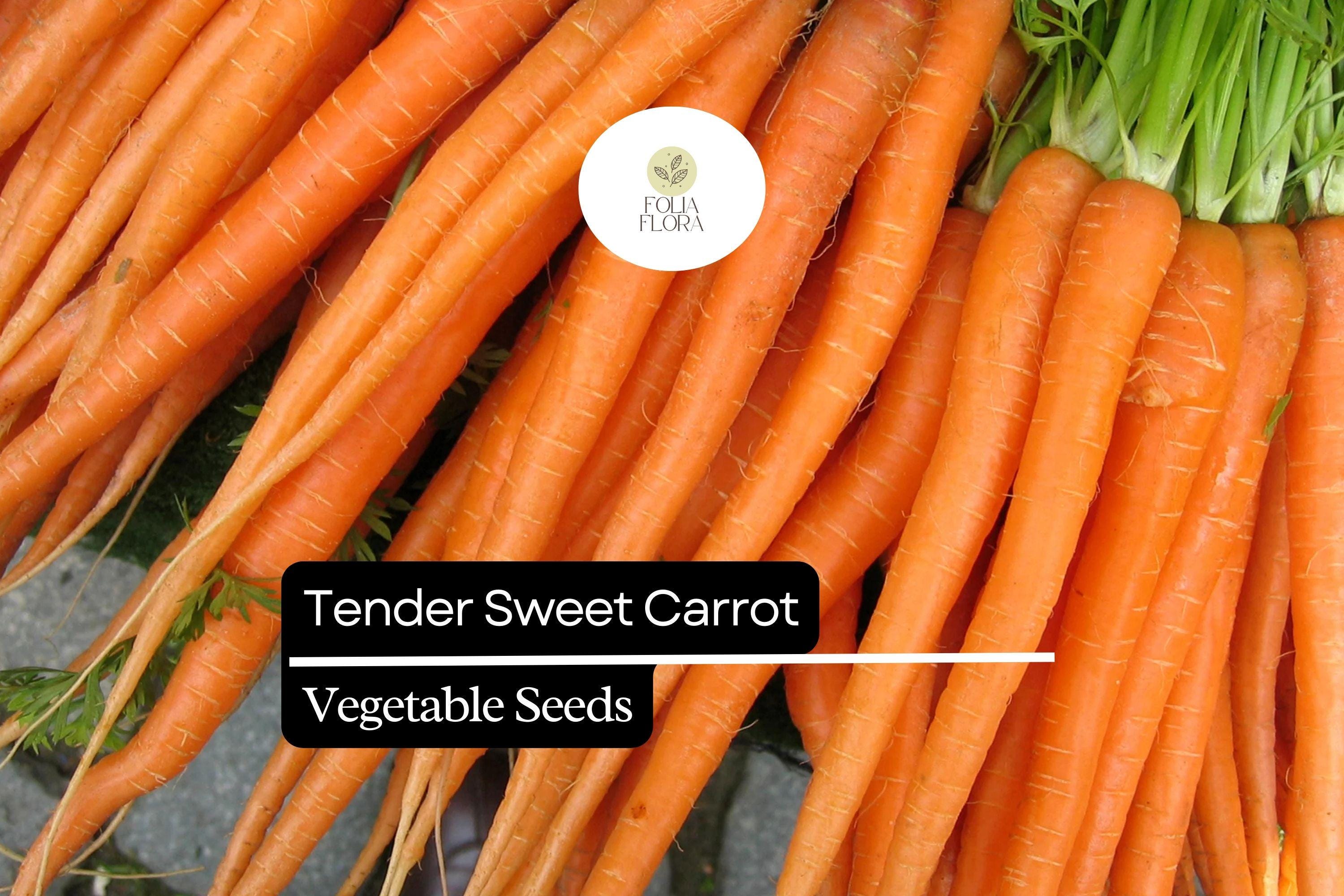Tender Sweet Carrot Seeds – Heirloom Daucus Carota, Non-GMO, Bright Orange, Sweet Flavor, Crisp Texture
