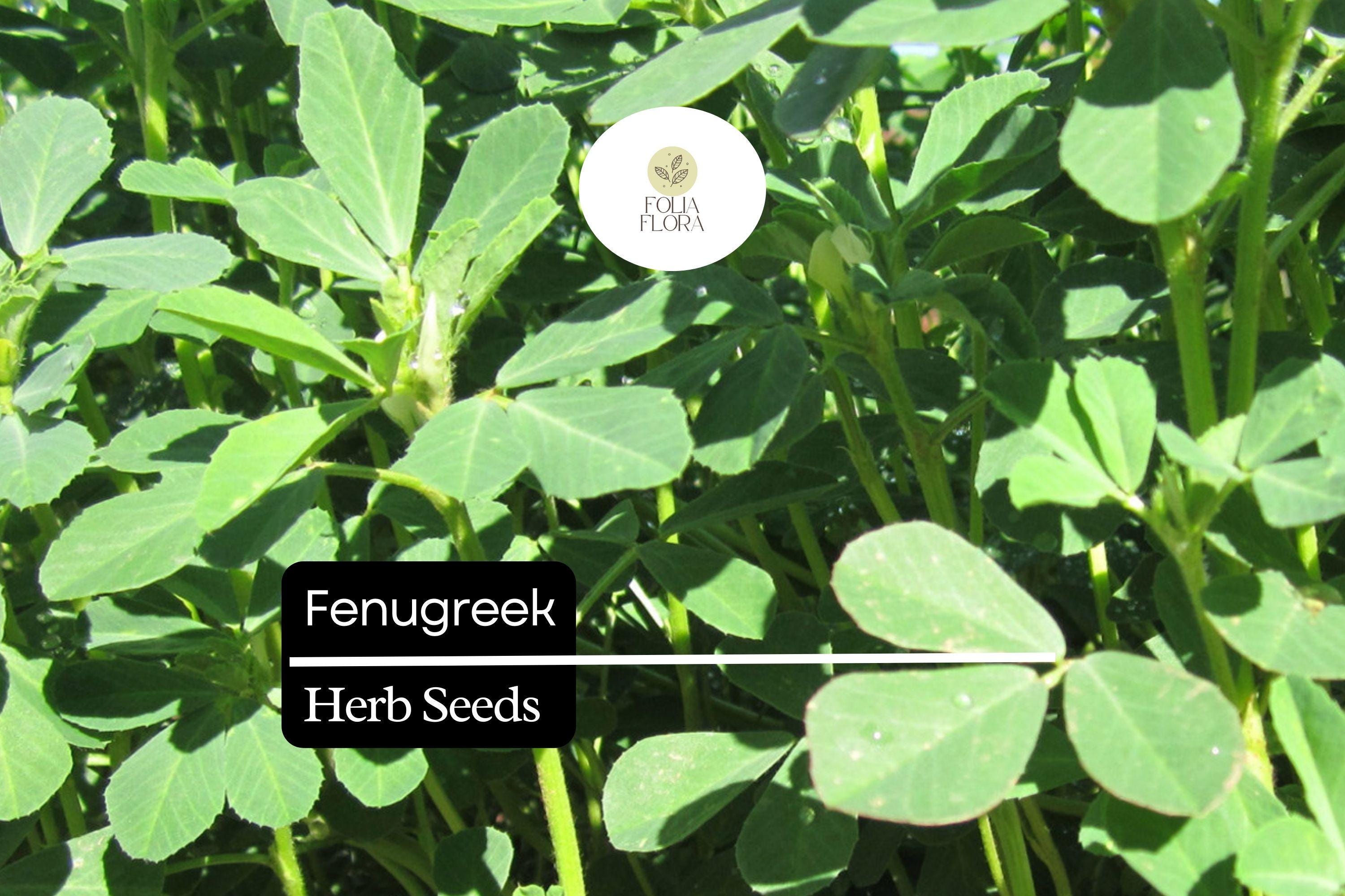 Fenugreek Herb Seeds – Trigonella foenum-graecum – Aromatic Culinary Herb for Indian & Mediterranean Cooking, Non-GMO, Fast-Growing