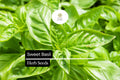Sweet Basil Seeds – Heirloom, Non-GMO, Aromatic Herb for Culinary Use, Fast-Growing Ocimum basilicum