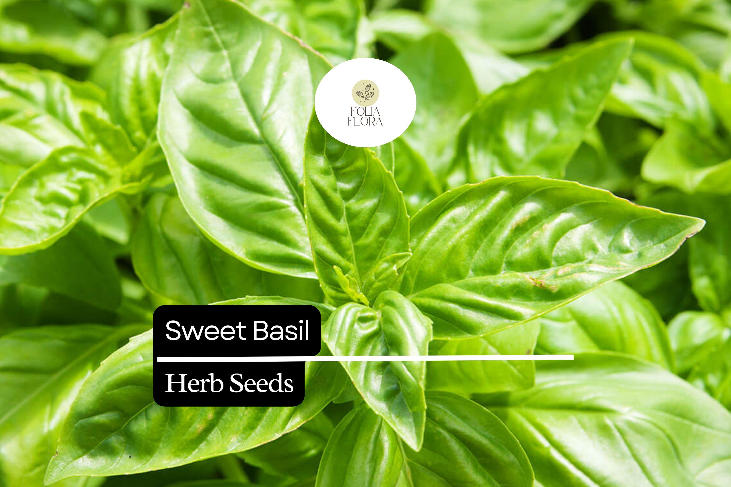 Sweet Basil Seeds – Heirloom, Non-GMO, Aromatic Herb for Culinary Use, Fast-Growing Ocimum basilicum