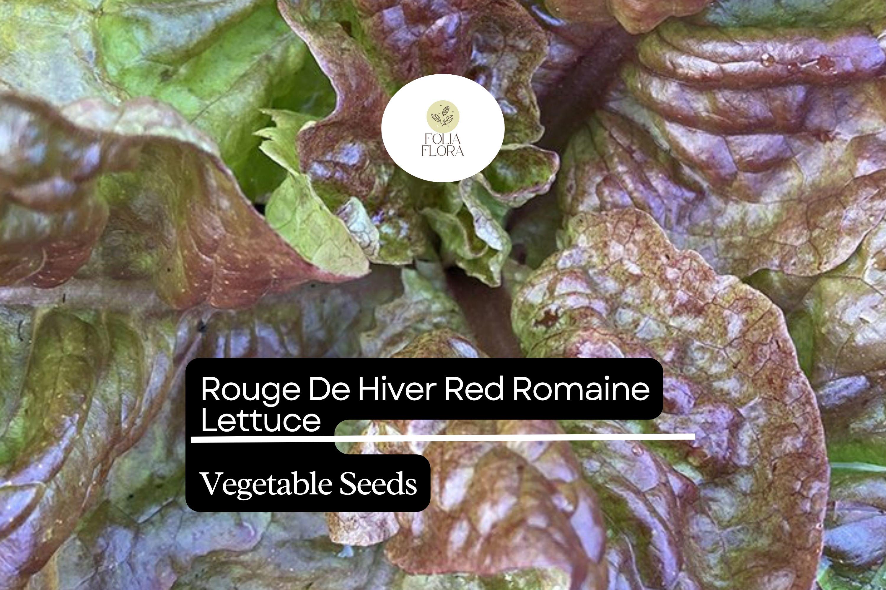 Rouge De Hiver Lettuce Seeds – Heirloom Red Romaine, Cold Hardy, Lactuca sativa, Salad Greens, Container Garden