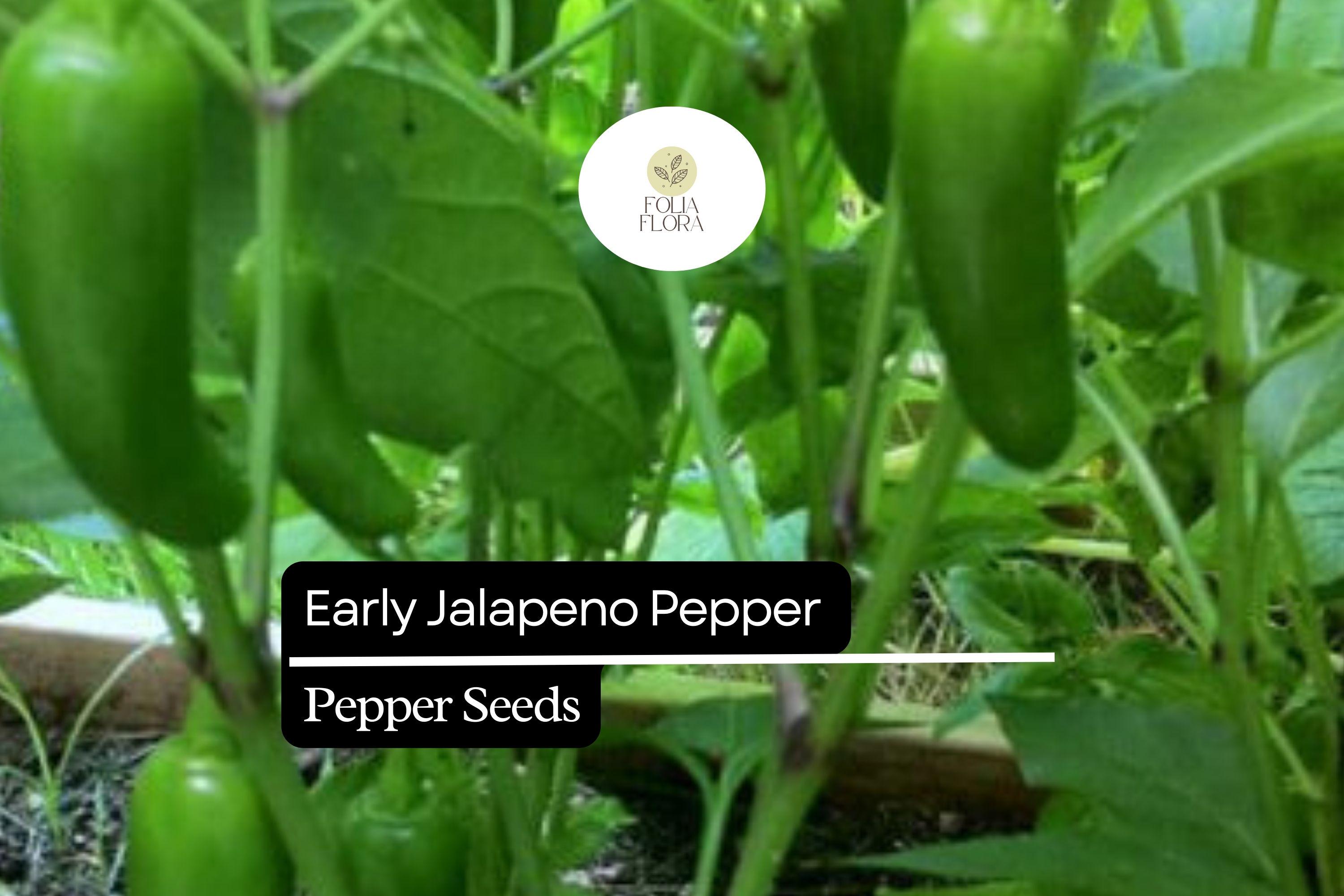 Early Jalapeño Pepper Seeds - Heirloom, Non-GMO, Medium Heat, 3-Inch Fruits, Capsicum annuum