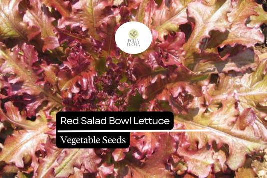 Red Salad Bowl Lettuce Seeds – Heirloom, Non-GMO, Oakleaf, Deep Red, Fast-Growing, Leaf Lettuce for Salads & Containers