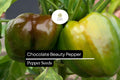 25 Chocolate Beauty Pepper Seeds – Heirloom Capsicum Annuum, Sweet Bell, Brown Color, Non-GMO, Full Sun, Container Friendly