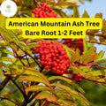 2 American Mountain Ash (Sorbus americana) â€“ Live Bare Root Trees 1-2 Feet