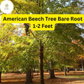 American Beech Tree - 1-2 Ft Live Bare Root Plant, Fagus grandifolia, Shade & Wildlife Tree, Zones 3-9