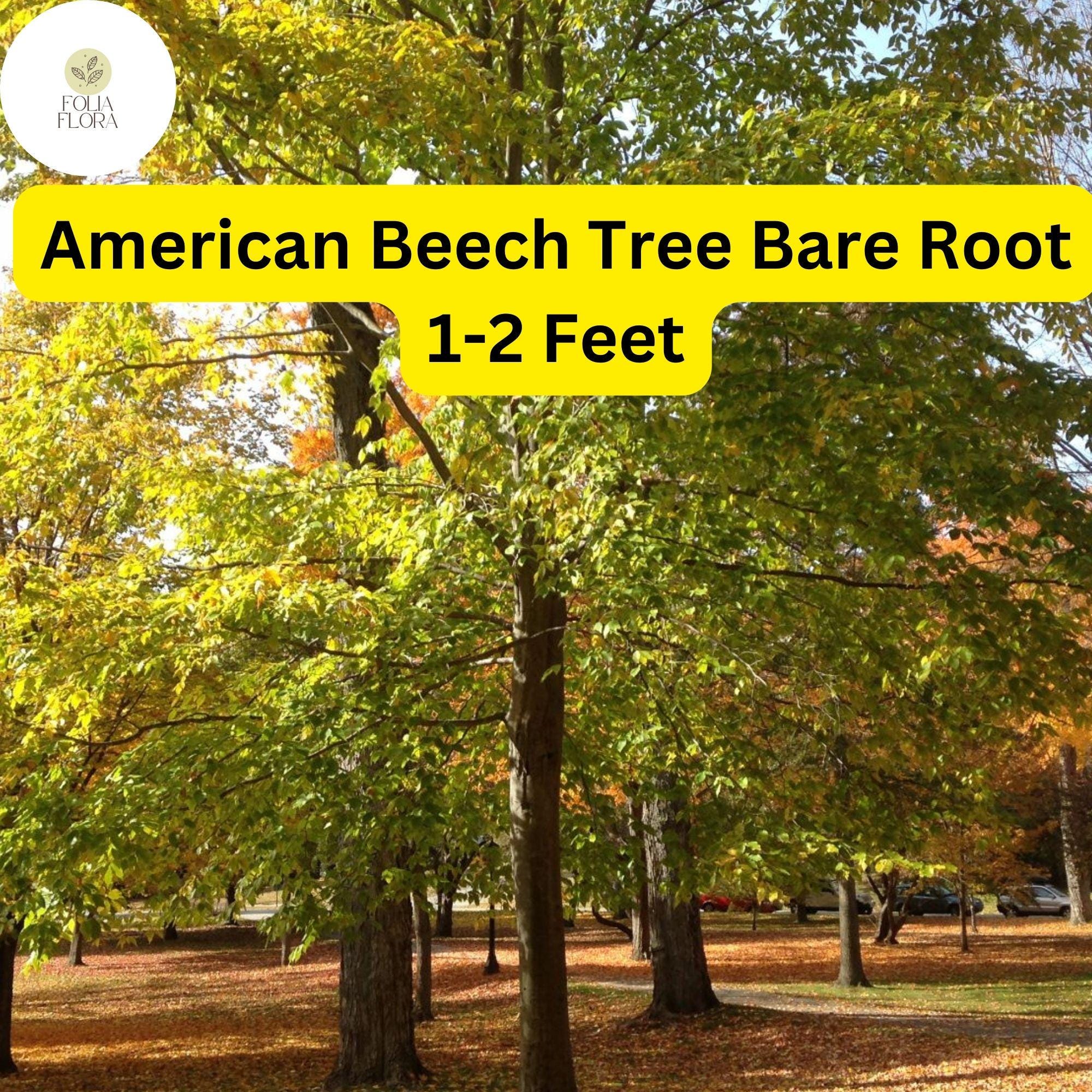 American Beech Tree - 1-2 Ft Live Bare Root Plant, Fagus grandifolia, Shade & Wildlife Tree, Zones 3-9