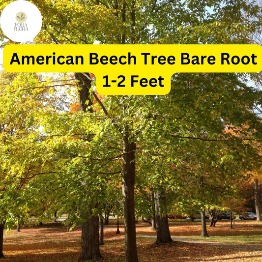 American Beech Tree - 1-2 Ft Live Bare Root Plant, Fagus grandifolia, Shade & Wildlife Tree, Zones 3-9