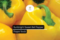 Sunbright Yellow Bell Pepper Seeds – Heirloom, Non-GMO, Sweet Capsicum annuum for Fresh Salads, Grilling & Cooking