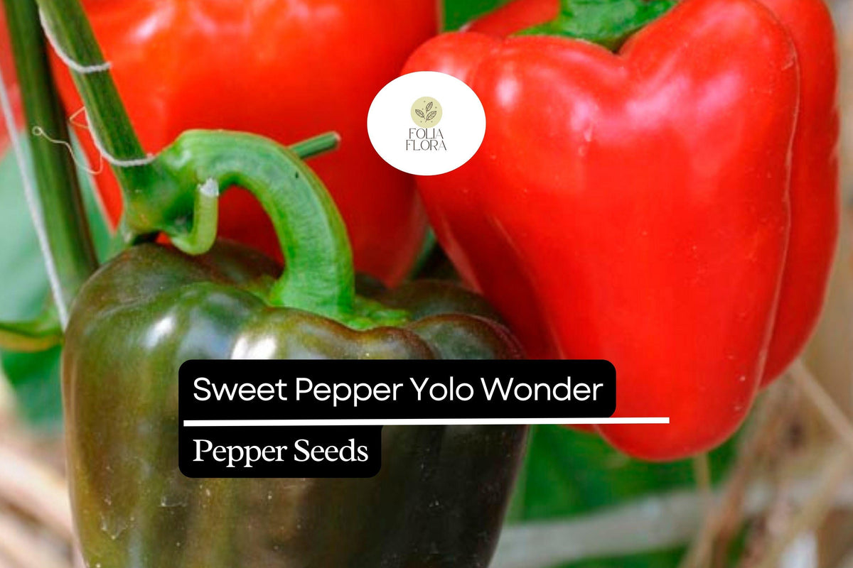 Yolo Wonder Red Bell Pepper Seeds – Heirloom, Non-GMO, Sweet, Thick-Walled, Capsicum annuum