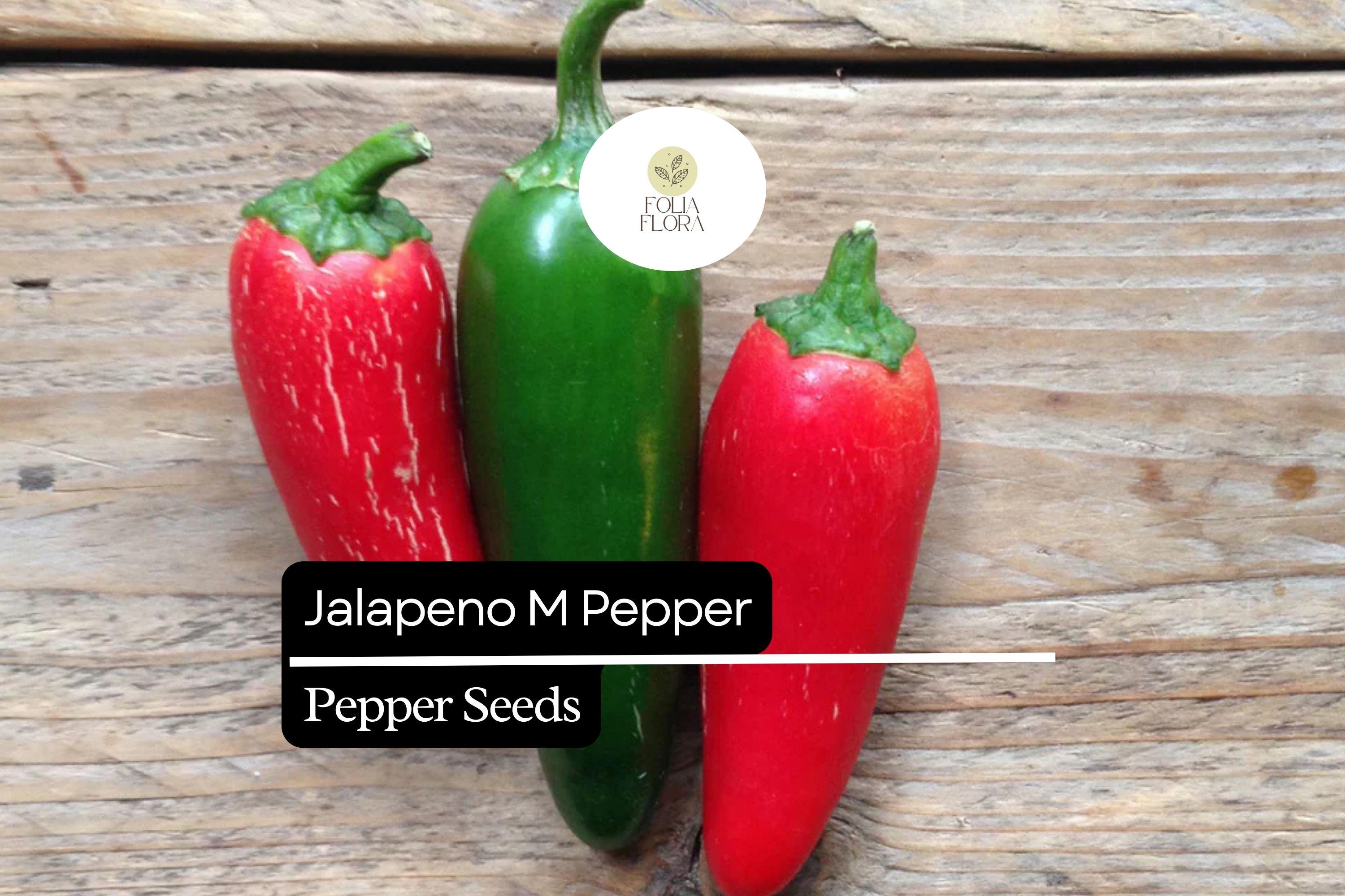 Jalapeño M Pepper Seeds – Heirloom, Non-GMO, Medium Heat, Capsicum annuum, 3-inch Green & Red Fruits