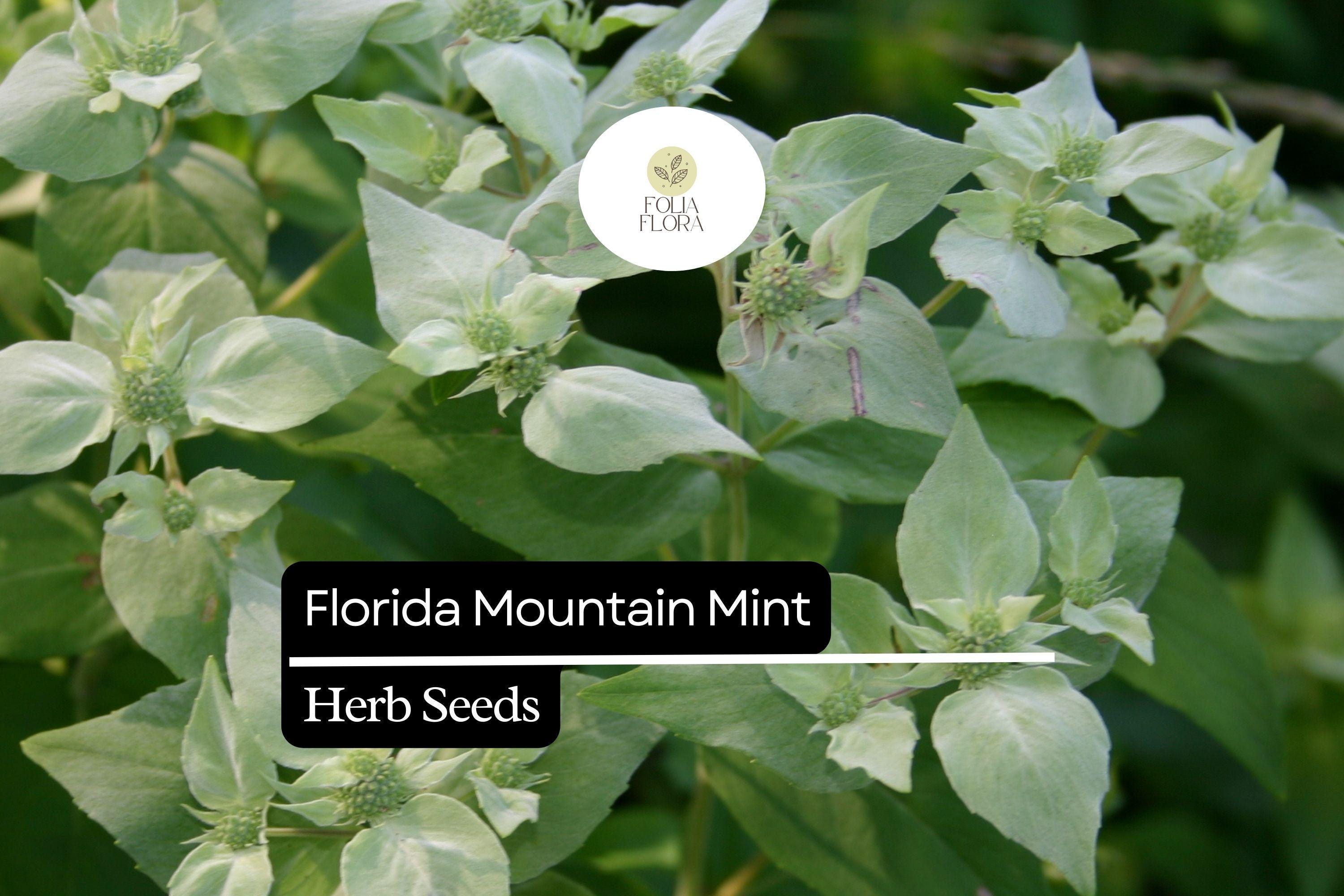 25 Seeds Florida Mountain Mint Seeds (Pycnanthemum floridanum) | Fragrant Perennial Herb for Pollinators, Tea