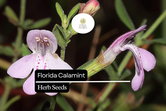 Florida Calamint Herb Seeds | Fragrant Lavender Blooms, Pollinator Friendly