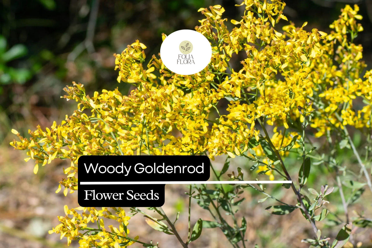 Woody Goldenrod Seeds | Drought-Tolerant Native Shrub, Pollinator-Friendly