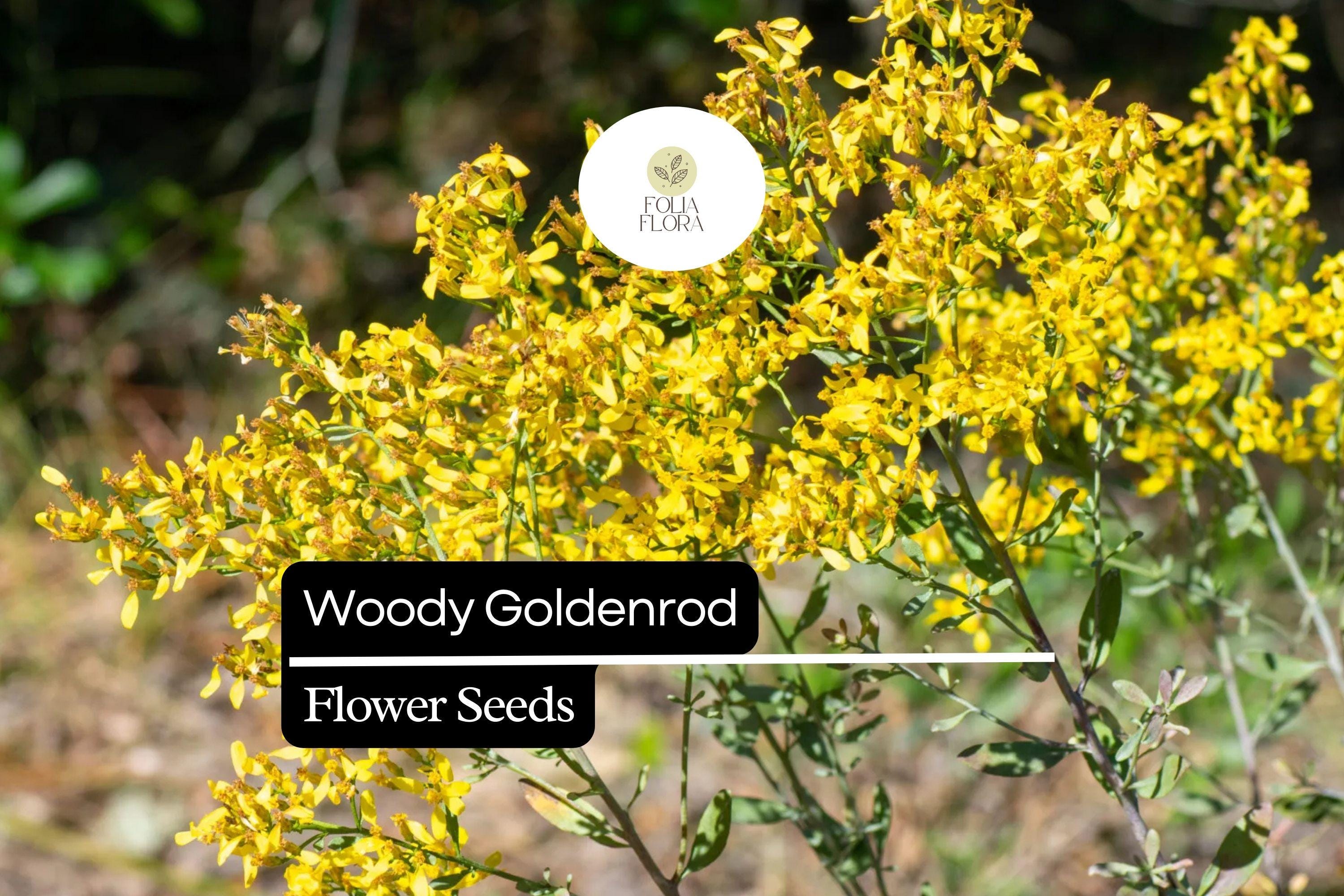 Woody Goldenrod Seeds | Drought-Tolerant Native Shrub, Pollinator-Friendly