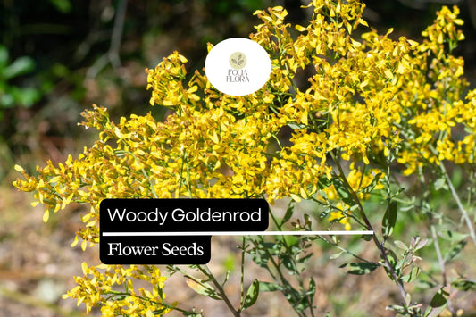 Woody Goldenrod Seeds | Drought-Tolerant Native Shrub, Pollinator-Friendly