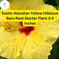Exotic Yellow Hibiscus Plant â€“ Hawaiian Yellow, Bare Root Starter