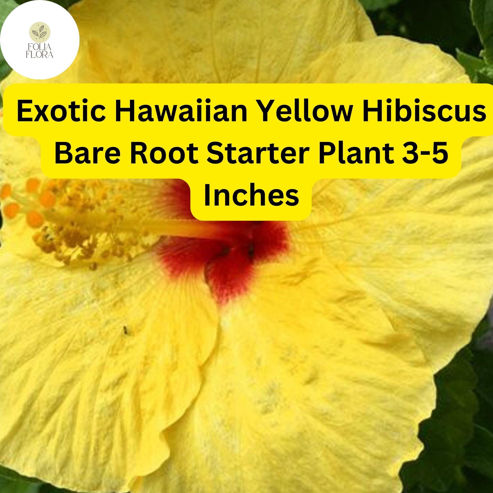 Exotic Yellow Hibiscus Plant â€“ Hawaiian Yellow, Bare Root Starter