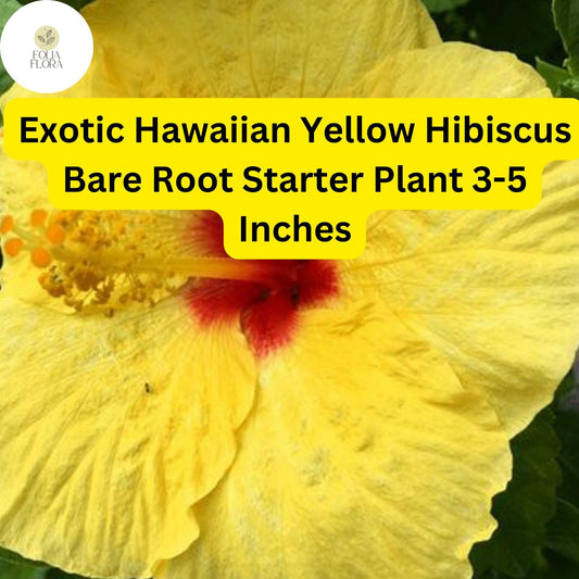 Exotic Yellow Hibiscus Plant â€“ Hawaiian Yellow, Bare Root Starter