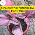 Syngonium podophyllum 'Pink Perfection' - Live Pink Arrowhead Plant in 4" Pot - Rare Indoor Houseplant, Air-Purifying, Low-Maintenance