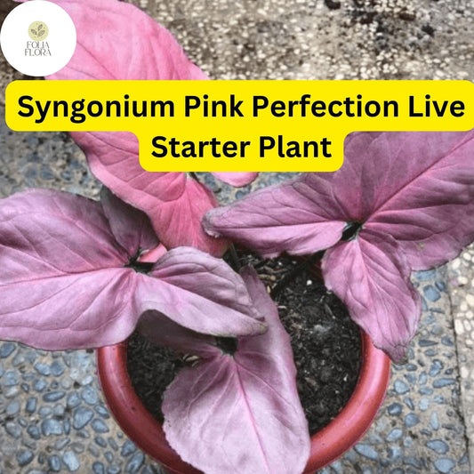 Syngonium podophyllum 'Pink Perfection' - Live Pink Arrowhead Plant in 4" Pot - Rare Indoor Houseplant, Air-Purifying, Low-Maintenance