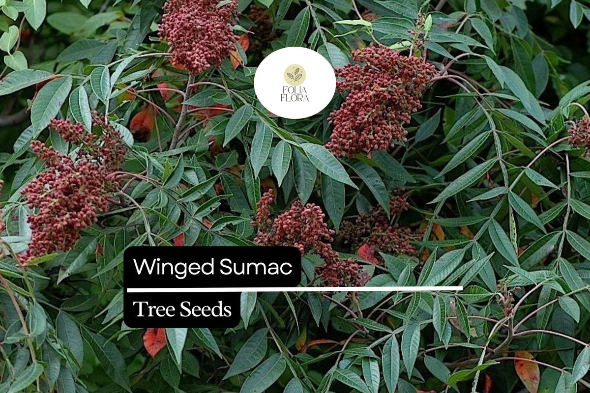 Winged Sumac Seeds â€“ Rhus copallinum â€“ 25 Seeds, Native Shrub, Drought-Tolerant, Pollinator-Friendly, Vibrant Fall Foliage