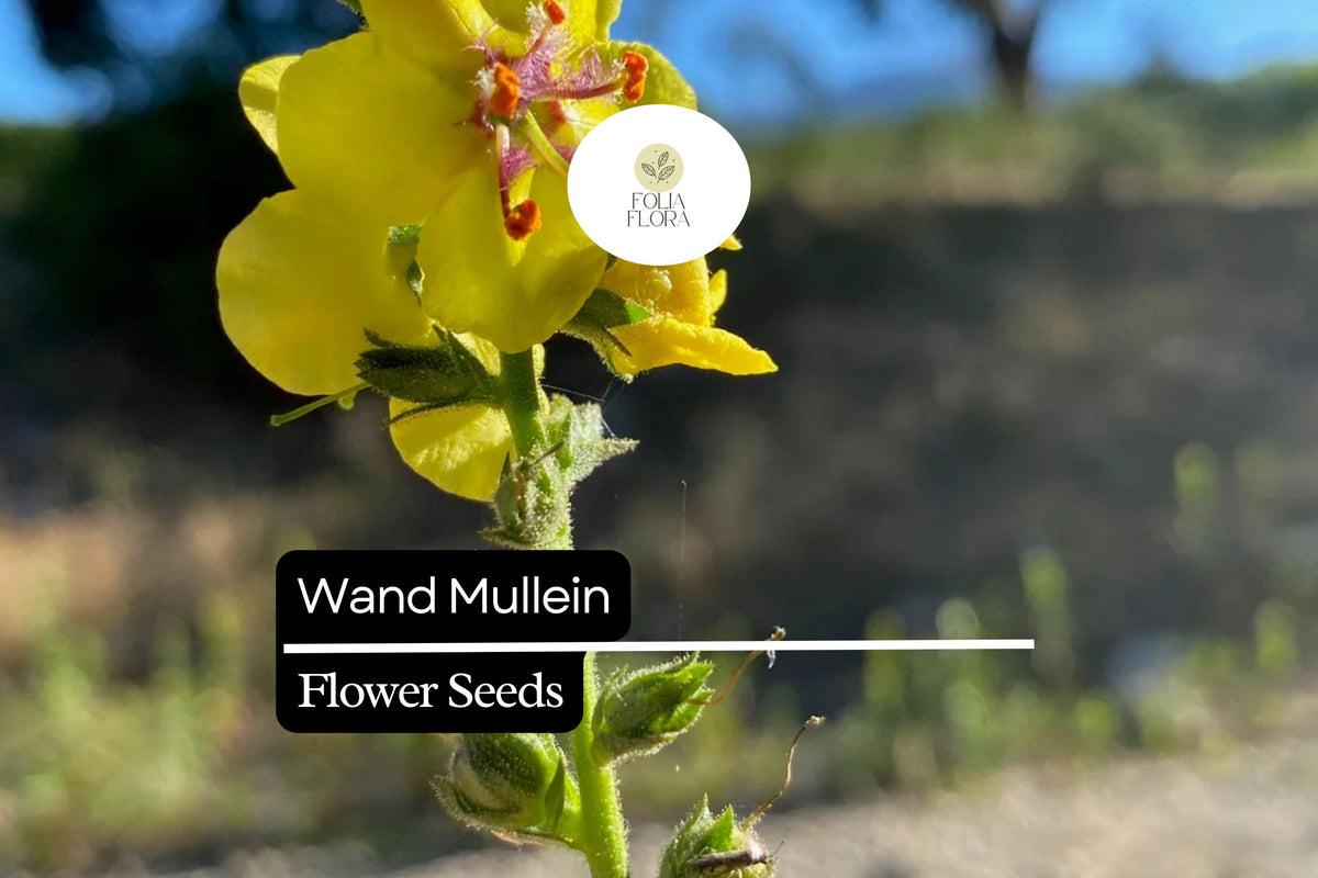 Wand Mullein Seeds (Verbascum virgatum) | 25 Seeds | Tall Biennial with Yellow Flower Spikes | Pollinator-Friendly