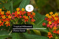 Tropical Milkweed Seeds, 25 Pack, Red-Orange Flowers, Monarch Butterfly Host Plant, Asclepias curassavica