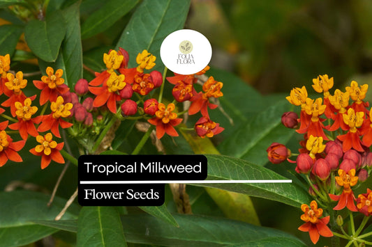 Tropical Milkweed Seeds, 25 Pack, Red-Orange Flowers, Monarch Butterfly Host Plant, Asclepias curassavica