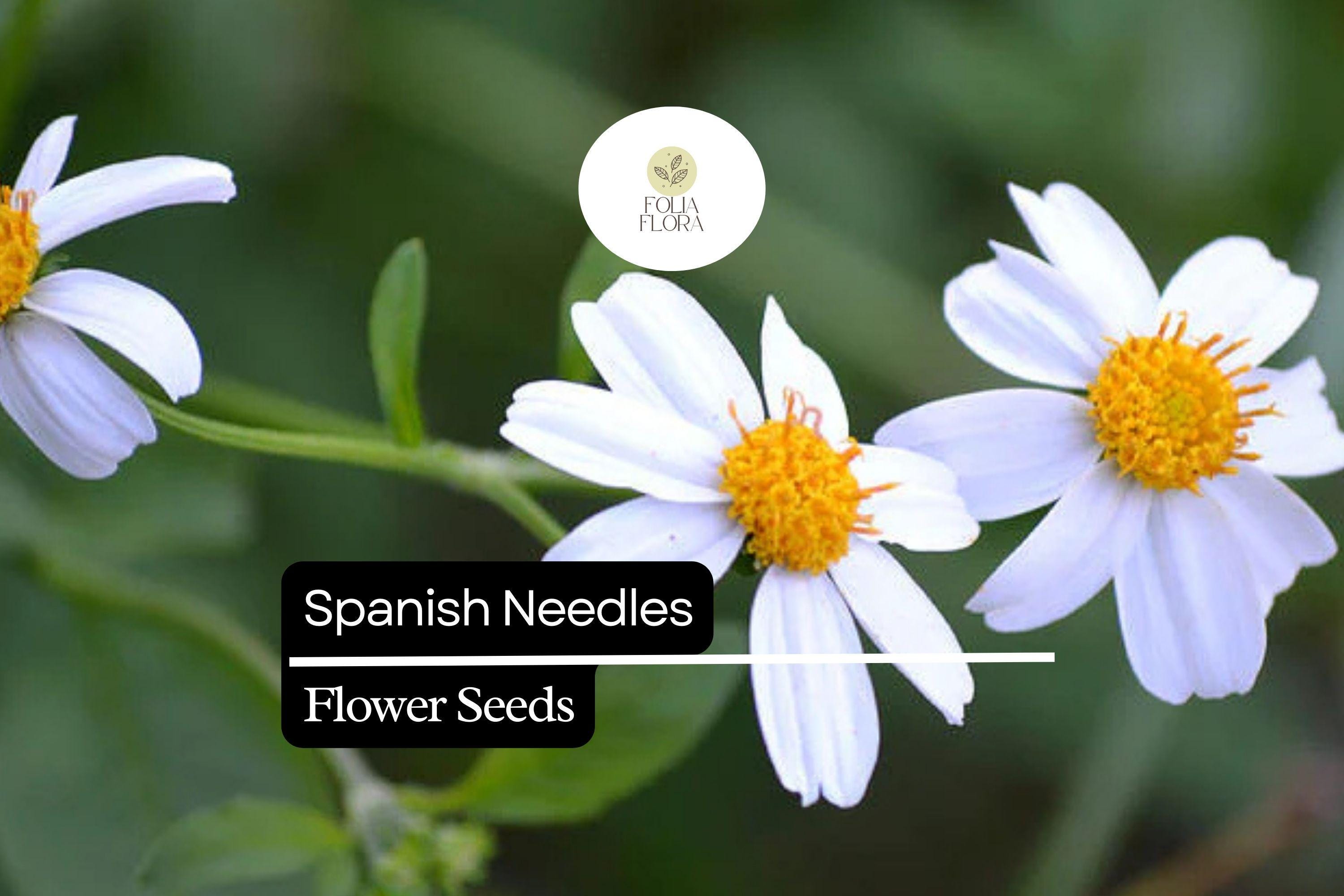 Spanish Needles Seeds | Pollinator-Friendly Wildflower | Edible Bidens alba | Daisylike White Flowers
