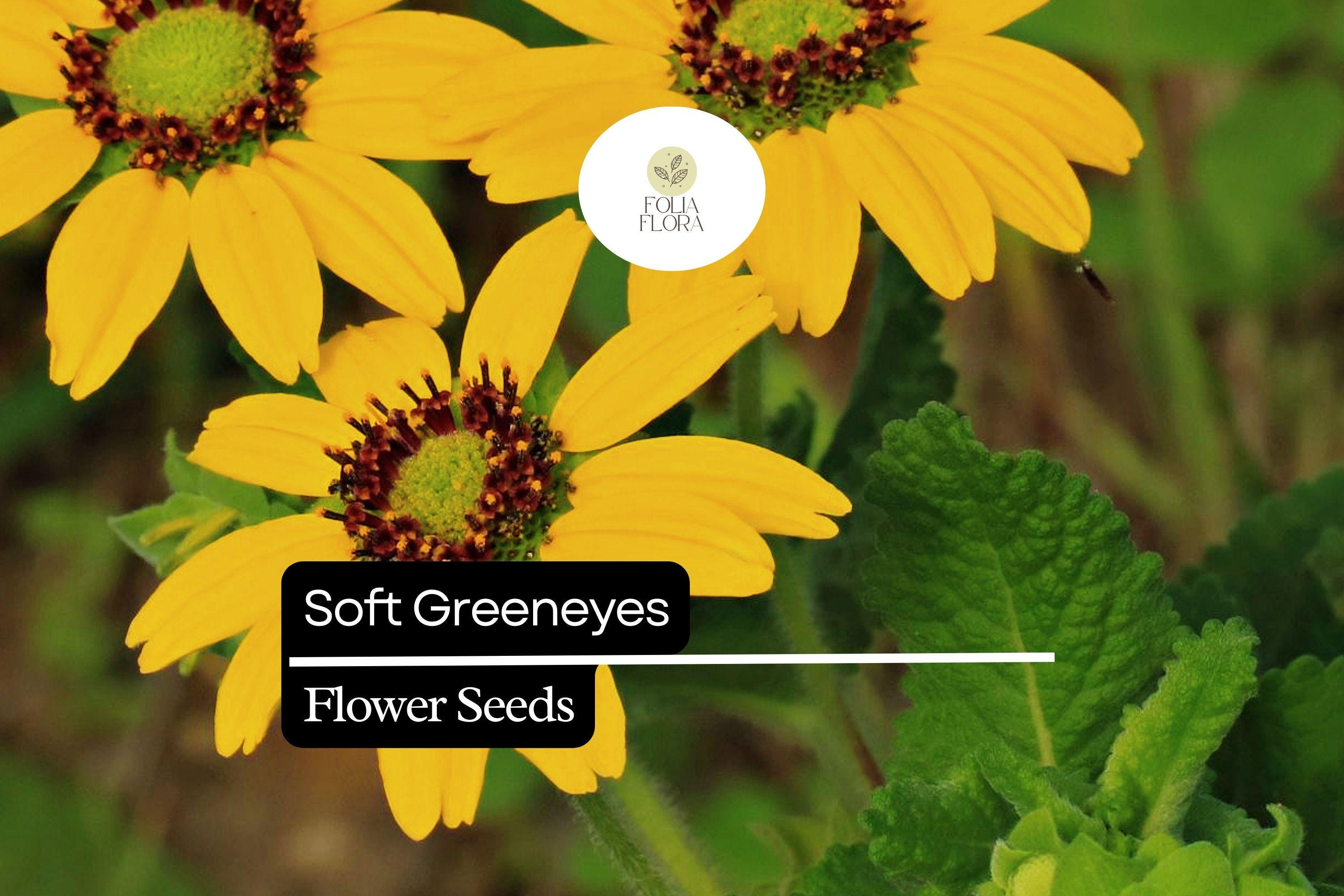 Soft Greeneyes Seeds (Berlandiera betonicifolia) | 15 Seeds | Chocolate Daisy with Fragrant Blooms | Pollinator-Friendly