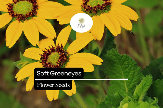 Soft Greeneyes Seeds (Berlandiera betonicifolia) | 15 Seeds | Chocolate Daisy with Fragrant Blooms | Pollinator-Friendly