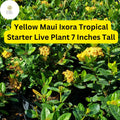 Yellow Maui Ixora Plant â€“ Tropical Live Starter Shrub (7" Tall)