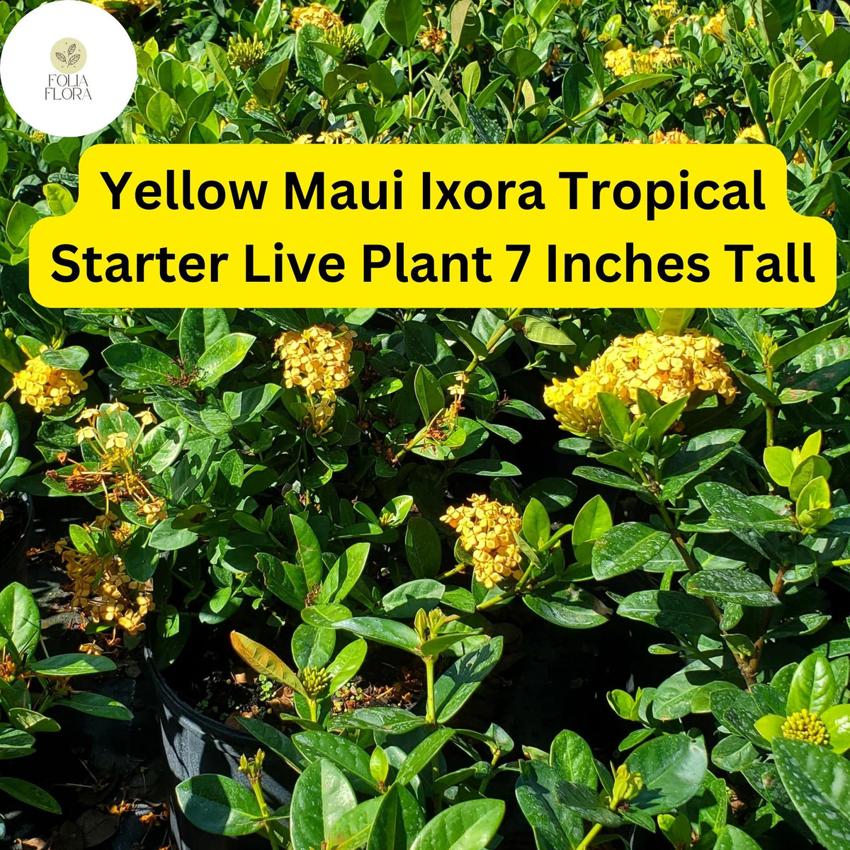 Yellow Maui Ixora Plant â€“ Tropical Live Starter Shrub (7" Tall)