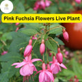 Pink Anthurium Plant - Flowering Tropical Houseplant in 4" Pot