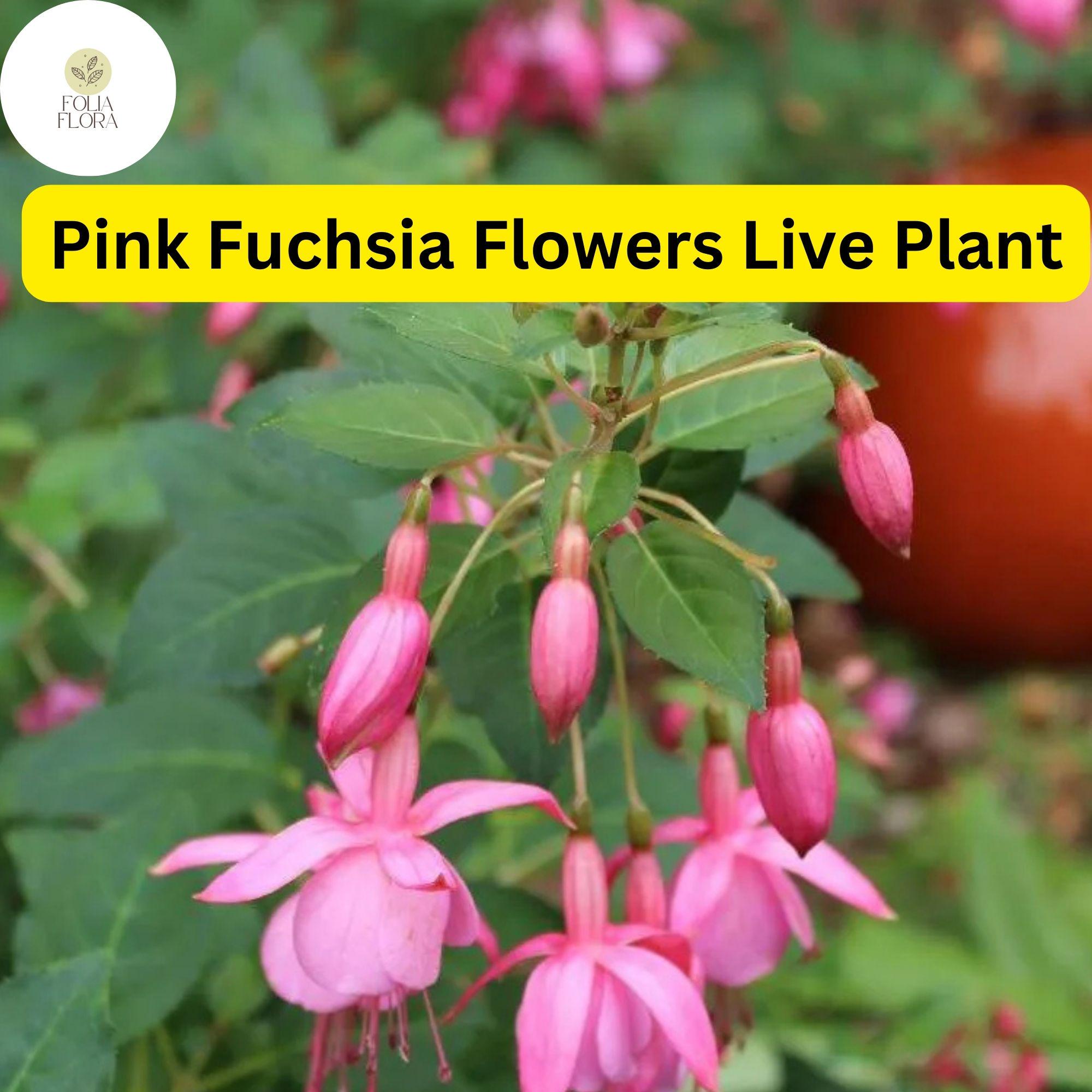 Pink Anthurium Plant - Flowering Tropical Houseplant in 4" Pot