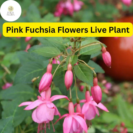 Pink Anthurium Plant - Flowering Tropical Houseplant in 4" Pot