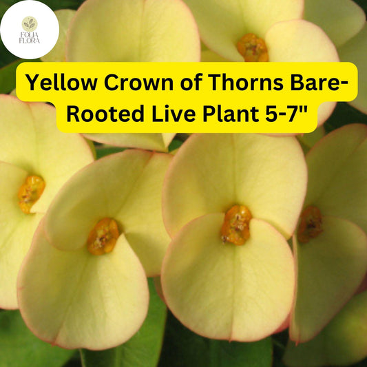 Euphorbia milii Yellow Crown of Thorns Bare-Rooted Live Plant 5-7" Drought-Tolerant Succulent