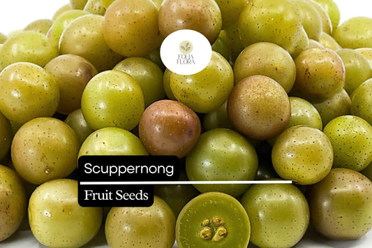 Scuppernong Grape Seeds (Vitis rotundifolia) | 5 Seeds | Grow Sweet Muscadine Grapes | Edible, High-Yield Vine